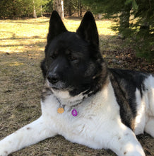 Load image into Gallery viewer, Pet Power Pendant   🐶💓🐱