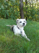 Load image into Gallery viewer, Pet Power Pendant   🐶💓🐱